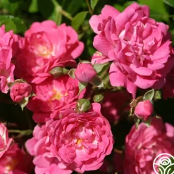 Heirloom Roses Lovely Fairy® Sale