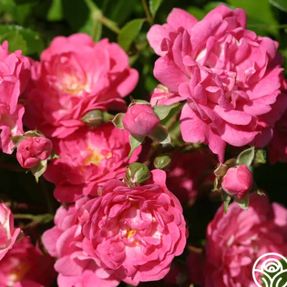 Heirloom Roses Lovely Fairy® Sale