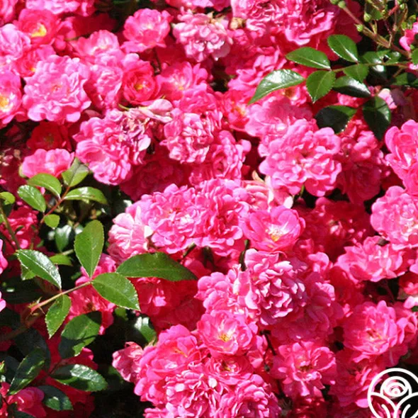 Heirloom Roses Lovely Fairy® Sale