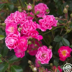 Heirloom Roses Lovely Fairy® Sale