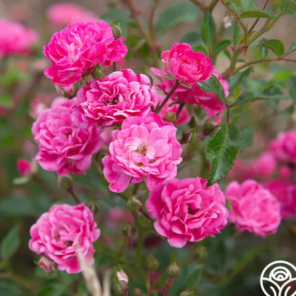 Heirloom Roses Lovely Fairy® Sale
