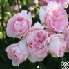 Heirloom Roses Lover's Blush™ Best