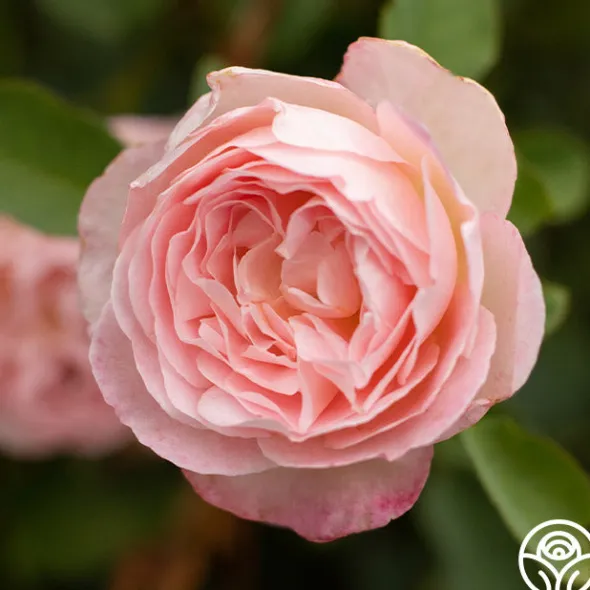 Heirloom Roses Lover's Blush™ Best