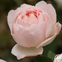 Heirloom Roses Lover's Blush™ Best