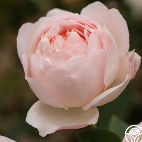 Heirloom Roses Lover's Blush™ Best
