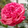 Heirloom Roses Loves Me, Loves Me Not™ Discount