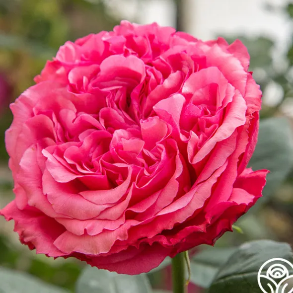 Heirloom Roses Loves Me, Loves Me Not™ Discount