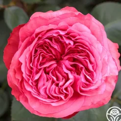 Heirloom Roses Loves Me, Loves Me Not™ Discount