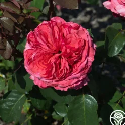 Heirloom Roses Loves Me, Loves Me Not™ Discount