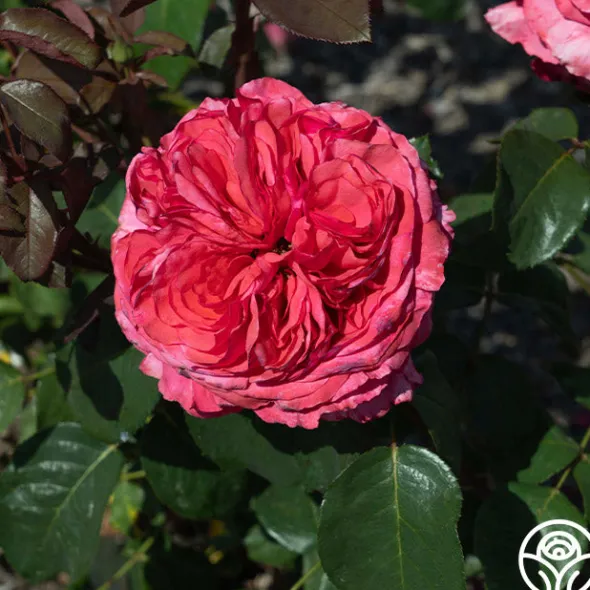 Heirloom Roses Loves Me, Loves Me Not™ Discount