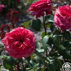 Heirloom Roses Loves Me, Loves Me Not™ Discount