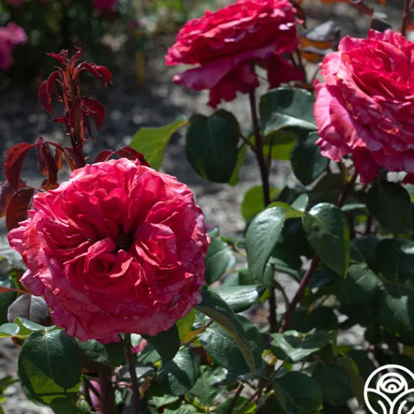 Heirloom Roses Loves Me, Loves Me Not™ Discount