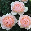 Heirloom Roses Lovesong™ Sale