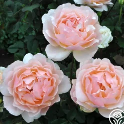 Heirloom Roses Lovesong™ Sale