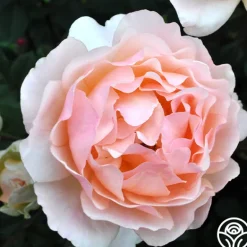 Heirloom Roses Lovesong™ Sale