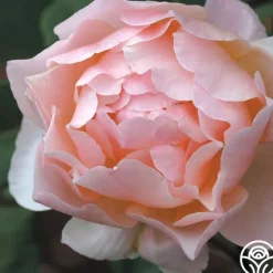 Heirloom Roses Lovesong™ Sale