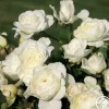 Heirloom Roses Luna Love™
