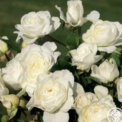 Heirloom Roses Luna Love™
