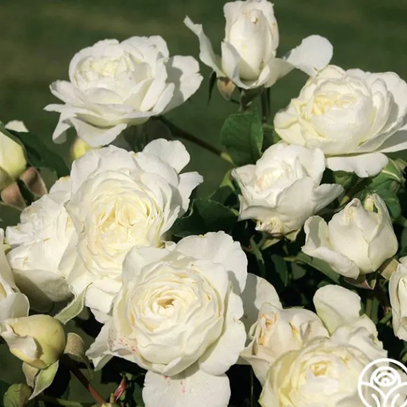 Heirloom Roses Luna Love™