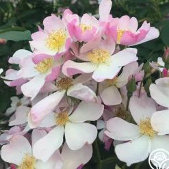 Heirloom Roses Lyda Rose™ Sale