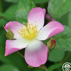Heirloom Roses Lyda Rose™ Sale