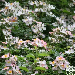 Heirloom Roses Lyda Rose™ Sale
