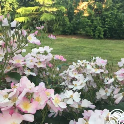 Heirloom Roses Lyda Rose™ Sale