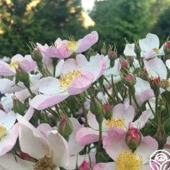 Heirloom Roses Lyda Rose™ Sale