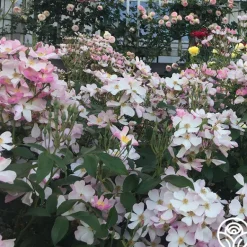 Heirloom Roses Lyda Rose™ Sale