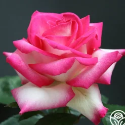 Heirloom Roses Lynn Anderson Sale