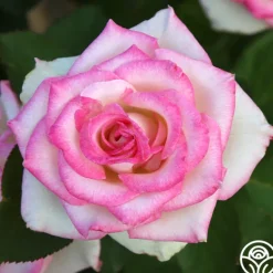 Heirloom Roses Lynn Anderson Sale