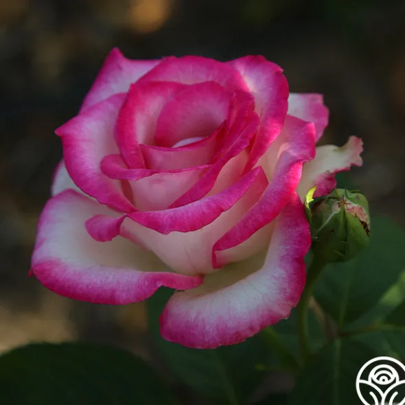 Heirloom Roses Lynn Anderson Sale