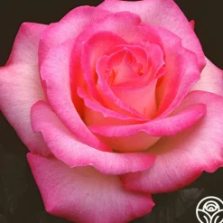 Heirloom Roses Lynn Anderson Sale