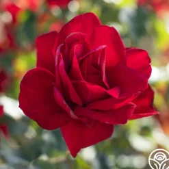 Heirloom Roses Madame Delbard® Sale