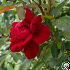 Heirloom Roses Madame Delbard® Sale