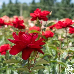 Heirloom Roses Madame Delbard® Sale
