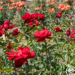Heirloom Roses Madame Delbard® Sale