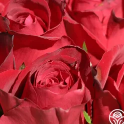 Heirloom Roses Madame Delbard® Sale