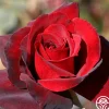 Heirloom Roses Madonna™ New