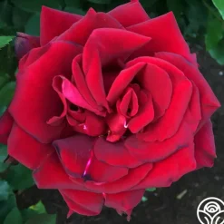 Heirloom Roses Madonna™ New