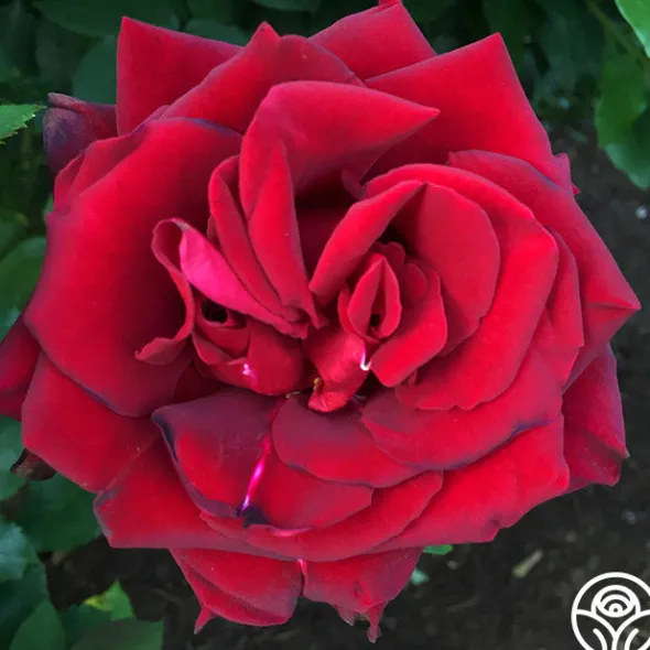 Heirloom Roses Madonna™ New