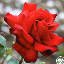 Heirloom Roses Madonna™ New