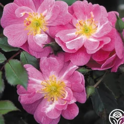 Heirloom Roses Magic Carpet Best