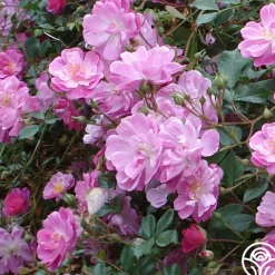 Heirloom Roses Magic Carpet Best