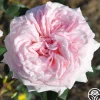Heirloom Roses Magnificent Perfume™ Hot