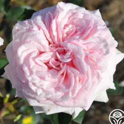 Heirloom Roses Magnificent Perfume™ Hot