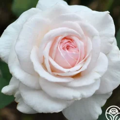 Heirloom Roses Magnificent Perfume™ Hot