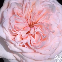 Heirloom Roses Magnificent Perfume™ Hot