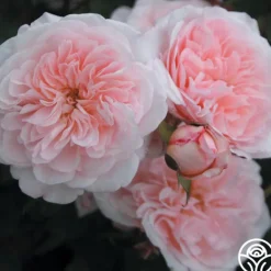 Heirloom Roses Magnificent Perfume™ Hot