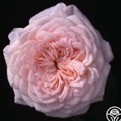 Heirloom Roses Magnificent Perfume™ Hot